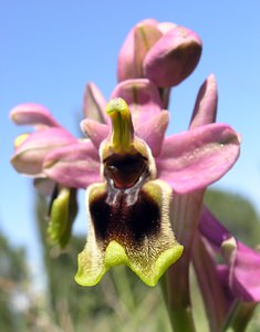 Ophrys tenthredinifera (Orchidaceae)  - Ophrys tenthrède Haut-Ampurdan [Espagne] 18/04/2005 - 10m