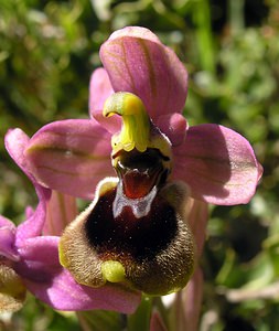 Ophrys tenthredinifera (Orchidaceae)  - Ophrys tenthrède Bas-Ampurdan [Espagne] 18/04/2005 - 150m