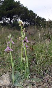 Ophrys x cranbrookiana (Orchidaceae)  - Ophrys de CranbrookOphrys arachnitiformis x Ophrys vetula. Aude [France] 15/04/2005 - 30mavec O scolopax, un des parents.