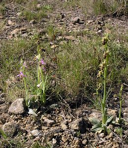 Ophrys x cranbrookiana (Orchidaceae)  - Ophrys de CranbrookOphrys arachnitiformis x Ophrys vetula. Aude [France] 16/04/2005 - 30mLes hybrides sont les deux plus grandes plantes. Avec les deux parents ! En bas ? gauche, O Scolopax et ? en bas droite O exaltata