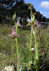 Ophrys x cranbrookiana (Orchidaceae)  - Ophrys de CranbrookOphrys arachnitiformis x Ophrys vetula. Aude [France] 16/04/2005 - 30mavec un des parents au pied, O Scolopax (et au fond ma voiture, c'est malin :-)))