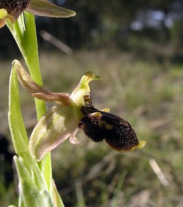 Ophrys x cranbrookiana (Orchidaceae)  - Ophrys de CranbrookOphrys arachnitiformis x Ophrys vetula. Aude [France] 16/04/2005 - 30m