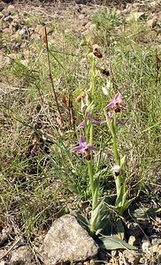 Ophrys x cranbrookiana (Orchidaceae)  - Ophrys de CranbrookOphrys arachnitiformis x Ophrys vetula. Aude [France] 16/04/2005 - 30mAvec un des parents