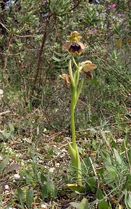 Ophrys x lievreae (Orchidaceae)  - Ophrys de Madame Gauthier-LièvreOphrys fusca x Ophrys tenthredinifera. Haut-Ampurdan [Espagne] 18/04/2005 - 10m