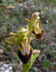 Ophrys x sancticyrensis (Orchidaceae) Ophrys lupercalis x Ophrys passionis. Haut-Ampurdan [Espagne] 18/04/2005 - 10m