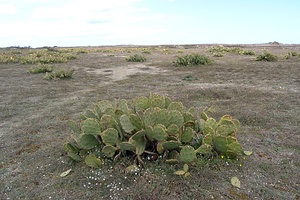 Opuntia ficus-indica (Cactaceae)  - Oponce figuier de Barbarie, Figuier de Barbarie, Figuier d'Inde, Opuntia figuier de Barbarie Pyrenees-Orientales [France] 19/04/2005