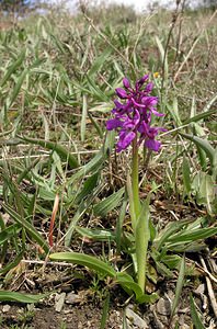 Orchis mascula (Orchidaceae)  - Orchis mâle - Early-purple Orchid Aude [France] 20/04/2005 - 500m