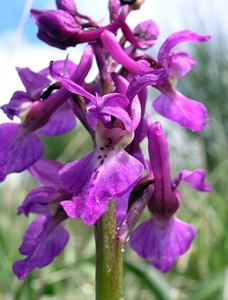 Orchis mascula (Orchidaceae)  - Orchis mâle - Early-purple Orchid Aude [France] 20/04/2005 - 500m