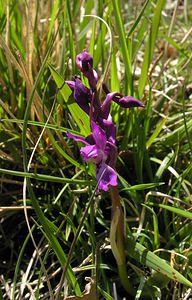 Orchis mascula (Orchidaceae)  - Orchis mâle - Early-purple Orchid Herault [France] 21/04/2005 - 660m