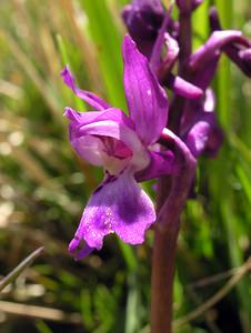 Orchis mascula (Orchidaceae)  - Orchis mâle - Early-purple Orchid Herault [France] 21/04/2005 - 660m