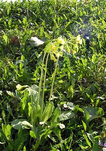 Primula elatior (Primulaceae)  - Primevère élevée, Coucou des bois, Primevère des bois - Oxlip Aisne [France] 03/04/2005 - 100m