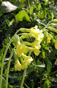 Primula elatior (Primulaceae)  - Primevère élevée, Coucou des bois, Primevère des bois - Oxlip Aisne [France] 03/04/2005 - 100m