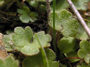 Saxifraga granulata (Saxifragaceae)  - Saxifrage granulée, Herbe à la gravelle, Casse-pierre - Meadow Saxifrage Aude [France] 20/04/2005 - 500m