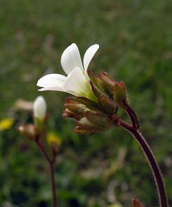 Saxifraga granulata (Saxifragaceae)  - Saxifrage granulée, Herbe à la gravelle, Casse-pierre - Meadow Saxifrage Cantal [France] 22/04/2005 - 650m