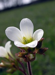 Saxifraga granulata (Saxifragaceae)  - Saxifrage granulée, Herbe à la gravelle, Casse-pierre - Meadow Saxifrage Cantal [France] 22/04/2005 - 650m