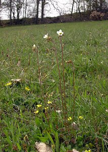 Saxifraga granulata (Saxifragaceae)  - Saxifrage granulée, Herbe à la gravelle, Casse-pierre - Meadow Saxifrage Cantal [France] 22/04/2005 - 650m