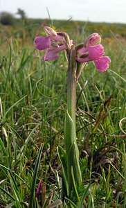 Anacamptis morio (Orchidaceae)  - Anacamptide bouffon, Orchis bouffon Pas-de-Calais [France] 01/05/2005 - 30m