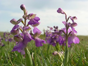 Anacamptis morio (Orchidaceae)  - Anacamptide bouffon, Orchis bouffon Pas-de-Calais [France] 01/05/2005 - 30m