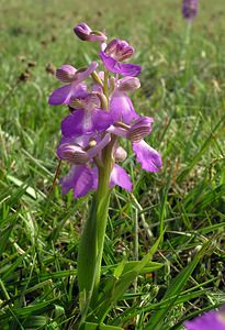 Anacamptis morio (Orchidaceae)  - Anacamptide bouffon, Orchis bouffon Pas-de-Calais [France] 01/05/2005 - 30m