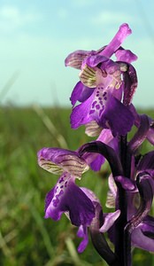 Anacamptis morio (Orchidaceae)  - Anacamptide bouffon, Orchis bouffon Pas-de-Calais [France] 01/05/2005 - 30m