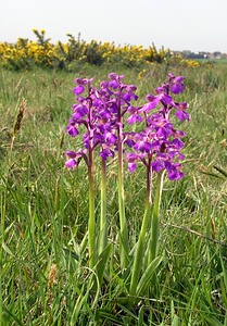 Anacamptis morio (Orchidaceae)  - Anacamptide bouffon, Orchis bouffon Pas-de-Calais [France] 01/05/2005 - 30m