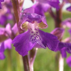 Anacamptis morio (Orchidaceae)  - Anacamptide bouffon, Orchis bouffon Pas-de-Calais [France] 01/05/2005 - 30m