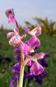 Anacamptis morio (Orchidaceae)  - Anacamptide bouffon, Orchis bouffon Pas-de-Calais [France] 01/05/2005 - 30m