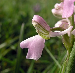 Anacamptis morio (Orchidaceae)  - Anacamptide bouffon, Orchis bouffon Pas-de-Calais [France] 01/05/2005 - 30m