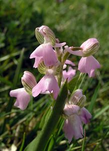 Anacamptis morio (Orchidaceae)  - Anacamptide bouffon, Orchis bouffon Pas-de-Calais [France] 01/05/2005 - 30m