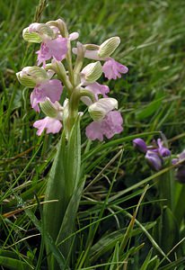 Anacamptis morio (Orchidaceae)  - Anacamptide bouffon, Orchis bouffon Pas-de-Calais [France] 01/05/2005 - 30m