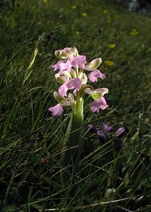 Anacamptis morio (Orchidaceae)  - Anacamptide bouffon, Orchis bouffon Pas-de-Calais [France] 01/05/2005 - 30m