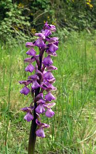 Anacamptis morio (Orchidaceae)  - Anacamptide bouffon, Orchis bouffon Pas-de-Calais [France] 01/05/2005 - 80m