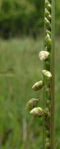 Briza minor (Poaceae)  - Petite amourette, Brize mineure - Lesser Quaking-grass Seine-Maritime [France] 22/05/2005 - 170m