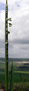 Briza minor (Poaceae)  - Petite amourette, Brize mineure - Lesser Quaking-grass Seine-Maritime [France] 22/05/2005 - 170m