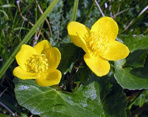 Caltha palustris (Ranunculaceae)  - Populage des marais, Sarbouillotte, Souci d'eau - Marsh-marigold Pas-de-Calais [France] 01/05/2005 - 10m