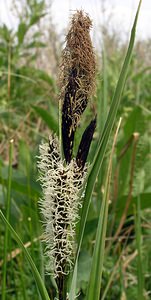 Carex riparia (Cyperaceae)  - Laîche des rives - Greater Pond-sedge Pas-de-Calais [France] 01/05/2005 - 10m