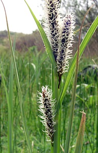 Carex riparia (Cyperaceae)  - Laîche des rives - Greater Pond-sedge Pas-de-Calais [France] 01/05/2005 - 10m