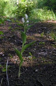 Cephalanthera damasonium (Orchidaceae)  - Céphalanthère à grandes fleurs, Céphalanthère pâle, Céphalanthère blanche, Elléborine blanche - White Helleborine Marne [France] 28/05/2005 - 210m