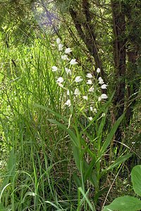 Cephalanthera longifolia (Orchidaceae)  - Céphalanthère à feuilles longues, Céphalanthère à longues feuilles, Céphalanthère à feuilles en épée - Narrow-leaved Helleborine Seine-Maritime [France] 22/05/2005 - 170m