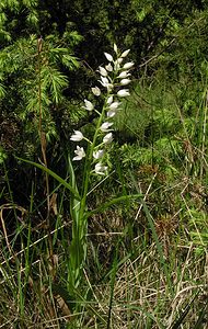 Cephalanthera longifolia (Orchidaceae)  - Céphalanthère à feuilles longues, Céphalanthère à longues feuilles, Céphalanthère à feuilles en épée - Narrow-leaved Helleborine Seine-Maritime [France] 22/05/2005 - 170m