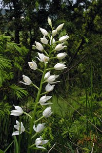 Cephalanthera longifolia (Orchidaceae)  - Céphalanthère à feuilles longues, Céphalanthère à longues feuilles, Céphalanthère à feuilles en épée - Narrow-leaved Helleborine Seine-Maritime [France] 22/05/2005 - 170m