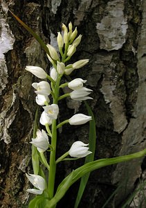 Cephalanthera longifolia (Orchidaceae)  - Céphalanthère à feuilles longues, Céphalanthère à longues feuilles, Céphalanthère à feuilles en épée - Narrow-leaved Helleborine Seine-Maritime [France] 22/05/2005 - 170m