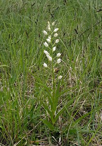 Cephalanthera longifolia (Orchidaceae)  - Céphalanthère à feuilles longues, Céphalanthère à longues feuilles, Céphalanthère à feuilles en épée - Narrow-leaved Helleborine Seine-Maritime [France] 22/05/2005 - 170m