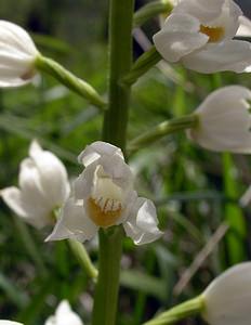 Cephalanthera longifolia (Orchidaceae)  - Céphalanthère à feuilles longues, Céphalanthère à longues feuilles, Céphalanthère à feuilles en épée - Narrow-leaved Helleborine Seine-Maritime [France] 22/05/2005 - 170m