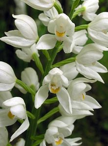 Cephalanthera longifolia (Orchidaceae)  - Céphalanthère à feuilles longues, Céphalanthère à longues feuilles, Céphalanthère à feuilles en épée - Narrow-leaved Helleborine Seine-Maritime [France] 22/05/2005 - 170m