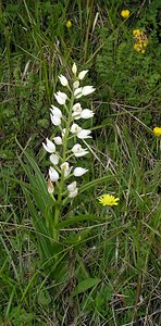 Cephalanthera longifolia (Orchidaceae)  - Céphalanthère à feuilles longues, Céphalanthère à longues feuilles, Céphalanthère à feuilles en épée - Narrow-leaved Helleborine Seine-Maritime [France] 22/05/2005 - 120m