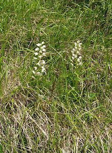 Cephalanthera longifolia (Orchidaceae)  - Céphalanthère à feuilles longues, Céphalanthère à longues feuilles, Céphalanthère à feuilles en épée - Narrow-leaved Helleborine Seine-Maritime [France] 22/05/2005 - 120m