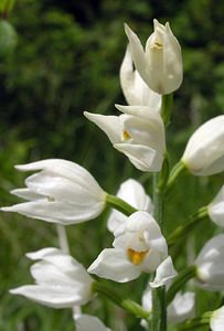 Cephalanthera longifolia (Orchidaceae)  - Céphalanthère à feuilles longues, Céphalanthère à longues feuilles, Céphalanthère à feuilles en épée - Narrow-leaved Helleborine Seine-Maritime [France] 22/05/2005 - 120m