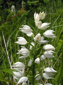 Cephalanthera longifolia (Orchidaceae)  - Céphalanthère à feuilles longues, Céphalanthère à longues feuilles, Céphalanthère à feuilles en épée - Narrow-leaved Helleborine Seine-Maritime [France] 22/05/2005 - 120m