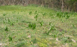 Colchicum autumnale (Colchicaceae)  - Colchique d'automne, Safran des prés - Meadow Saffron Pas-de-Calais [France] 01/05/2005 - 10m